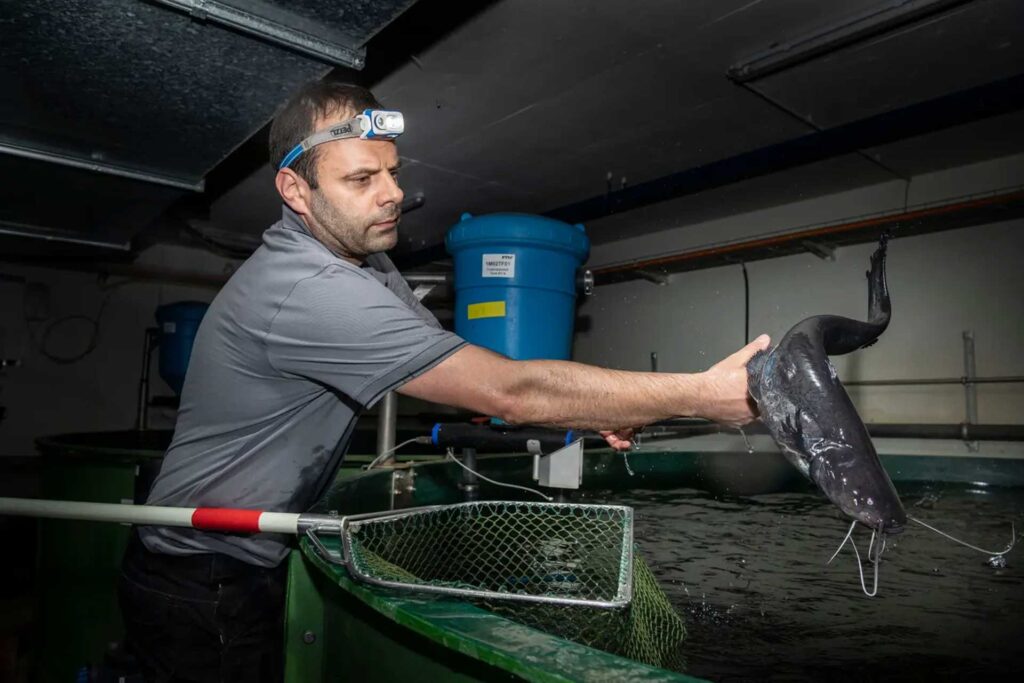 Fischzucht Ostschweiz - Fischzucht Kenzenau - Kenzenau Fisch AG - Dominik Thomann